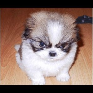 Meet your Posher, Vita